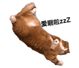 171271294