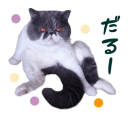 17131988