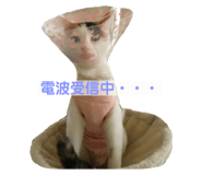 171962740