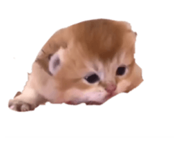 172140336