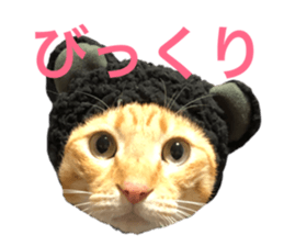 172294176
