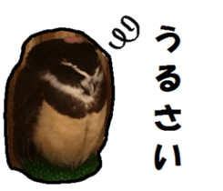17247316