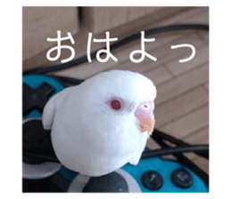 173071645
