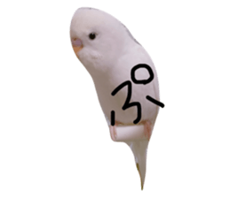 17381621