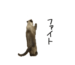 17426181