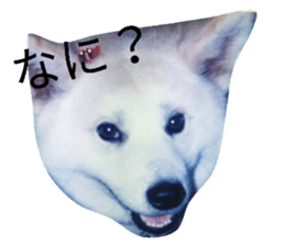 17441859
