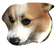17455901