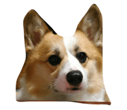 17455902