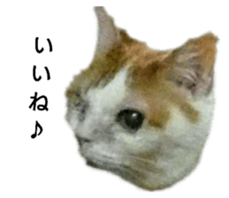 174845516