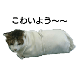 174845531