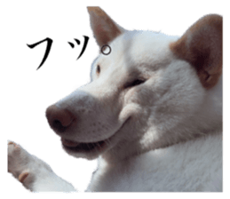 175231135