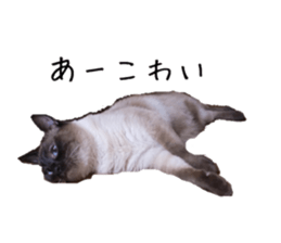 17525355