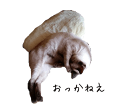 17525369