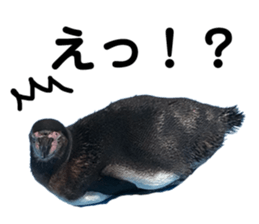 176243021