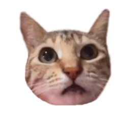 176508292