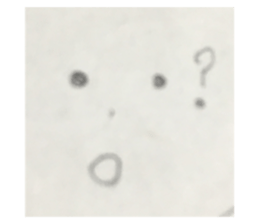 176555976