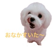 176588145