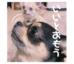 176667231