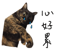 176930927