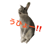 17734603