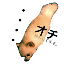 17735175