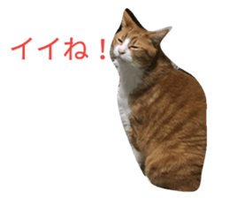 17756716