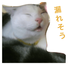 17771588