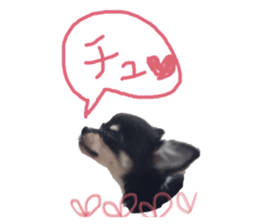 17775072