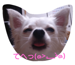 18036292