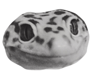 18059089