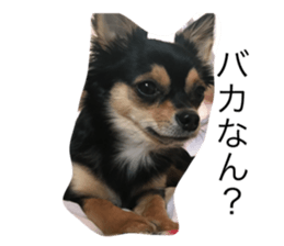 18204640