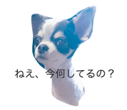 18205387