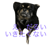 18205388