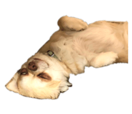 182155532