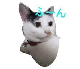 18220953