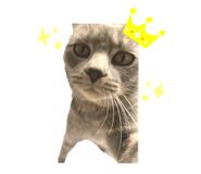 182538203