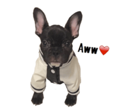 18268637