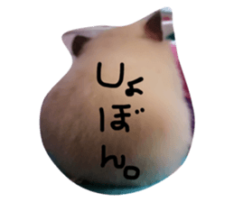 18269991