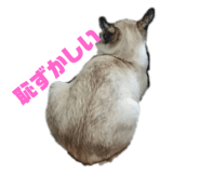 182797194