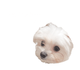183141698
