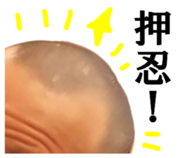 183151262