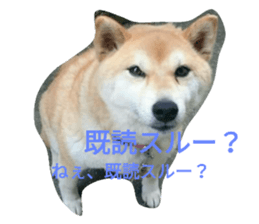 18323567