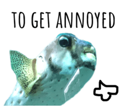 183629951