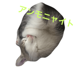 18417524