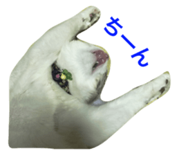 18417529
