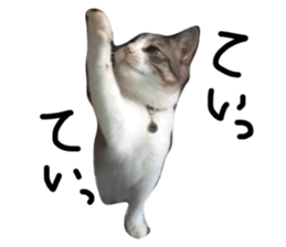 18417532