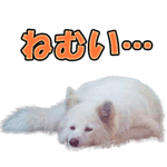 18445975