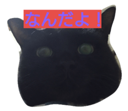 18452237