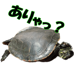 18462175