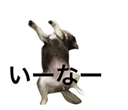 18590036